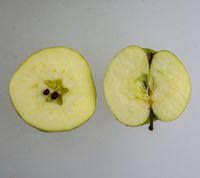 Filippa æble